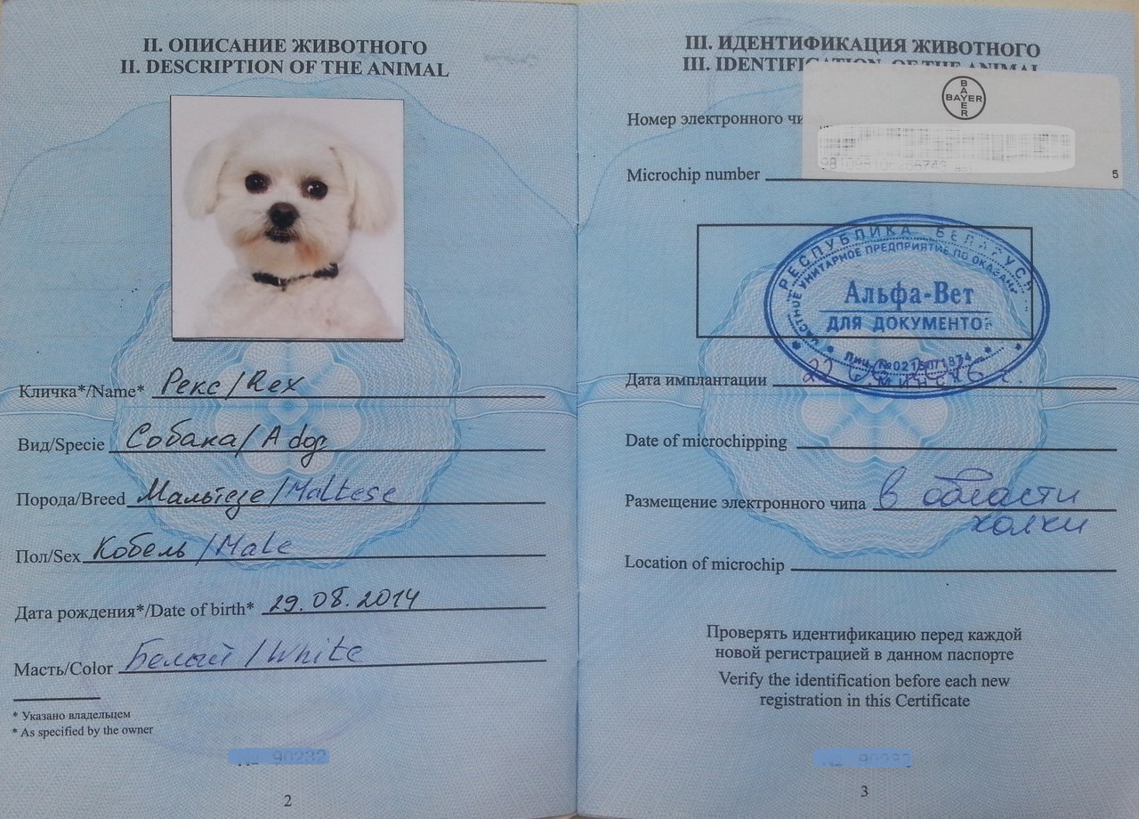 Заполнение международного ветеринарного паспорта для собак